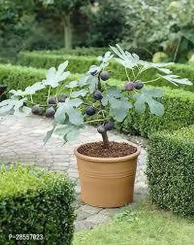 Zomoloco Fiddle Leaf Fig Plant Red Mishor Khurtmani Variety Fig Anjeer Fruit (Air layeredGrafted) Live PlantsTree(1-1.5 Ft Size)-thumb2