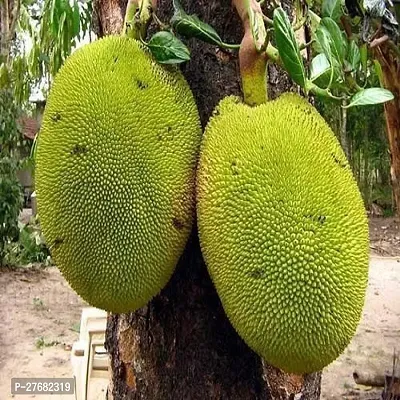 Zomoloco H01 Jack Fruit Plant-thumb0