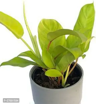 Zomoloco Philodendron Indoor Hybrid Live Plant For