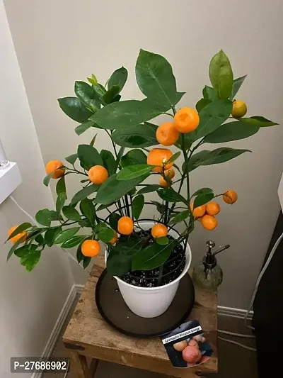 Zomoloco Live Dwarf Darjeeling Orange Plant For Ga