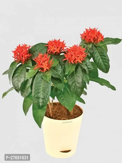 Zomoloco Trothic Ixora Chethi Red Plant Live Flowe-thumb0