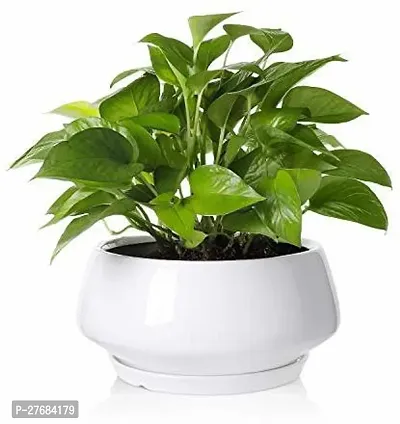 Zomoloco Money Plant 7421 Money Plant-thumb0