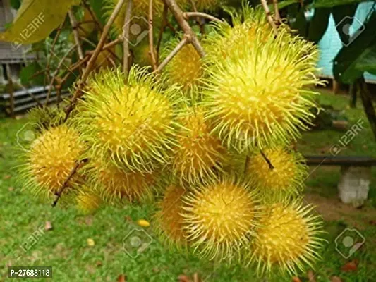 Zomoloco Rare Yellow Rambutan Hybrid Exotic Fruit