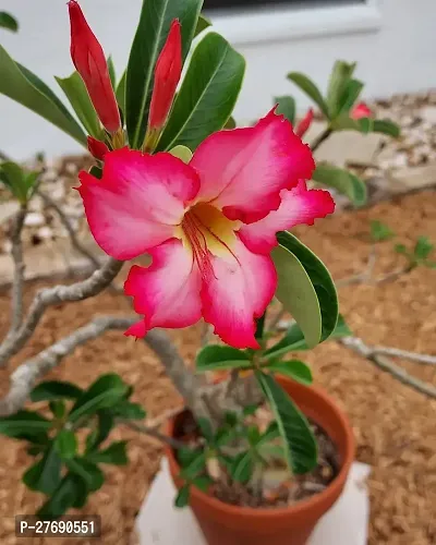 Zomoloco Air Layered Adenium Plant Live Plant Cf4