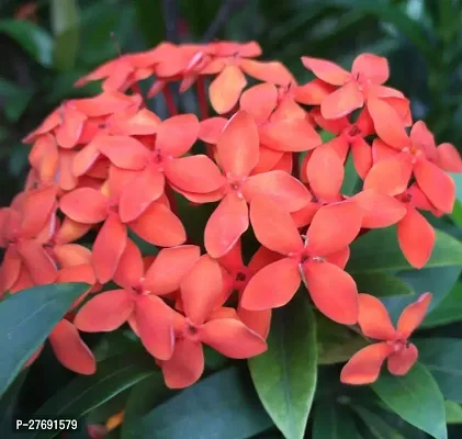 Zomoloco Trothic Ixora Chethi Red Plant Live Flowe