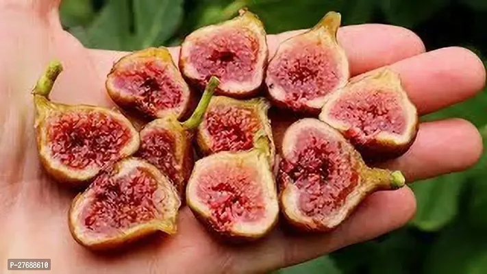 Zomoloco Turkish Fig Live Plant Produced By Air La