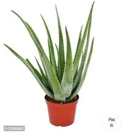 Zomoloco Green Leaves Alovera Plant Aloe Vera Pla-thumb0