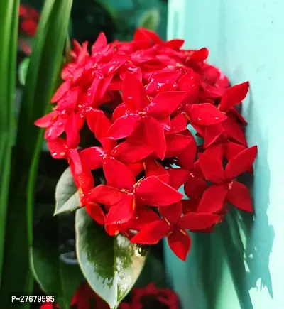 Zomoloco Trothic Ixora Chethi Red Plant Live Flowe-thumb0