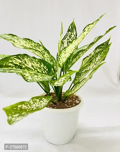 Zomoloco Snow White Aglaonema Chinese Evergree