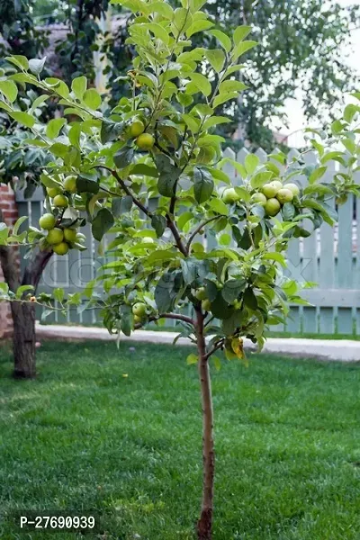 Zomoloco Apple Sunehari Hybrid Grafted Live Plant