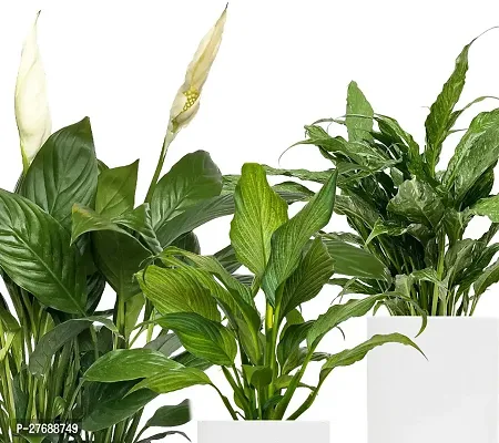 Zomoloco Peace Lily Or Spathiphyllum Live Plant Wh