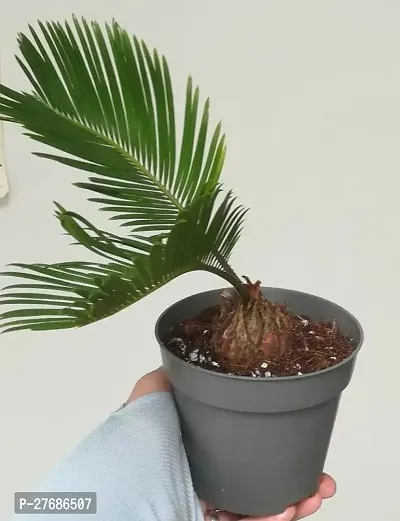 Zomoloco Cycas Revoluta Plant Live Plant Cf1271-thumb0