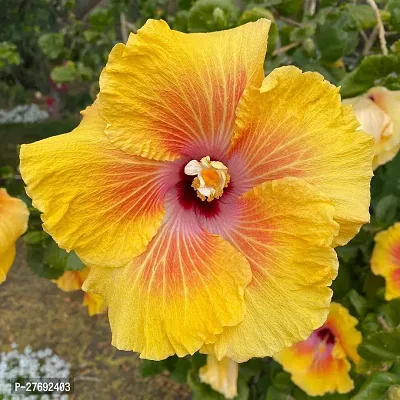 Zomoloco Hibiscus Yellow Live Flower Plant Cf3300