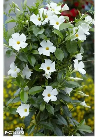 Zomoloco White Mandevilla Flower Mandevilla Plant-thumb0