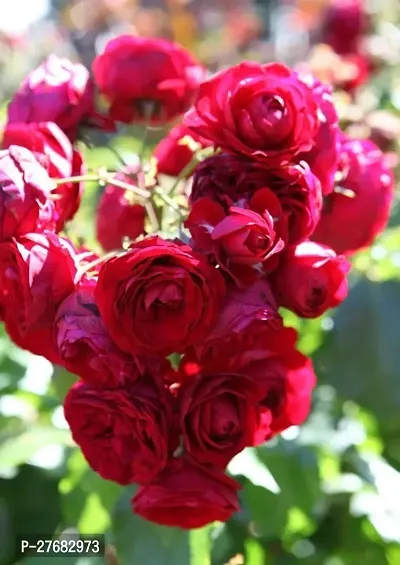 Zomoloco Deshi Golabred Rose Live Plant Rose Plan-thumb0