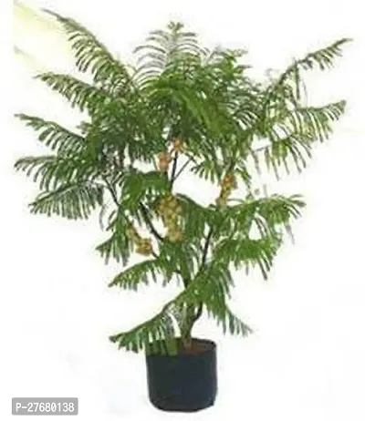 Zomoloco Rsplant2824 Amla Plant-thumb0