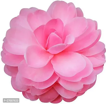 Zomoloco Pink Camellia Healthy Flower Plant For Ho