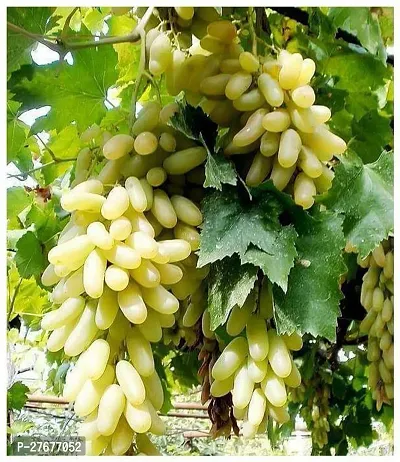 Zomoloco Live Green Long Grapes Fruit Plant Heal-thumb0