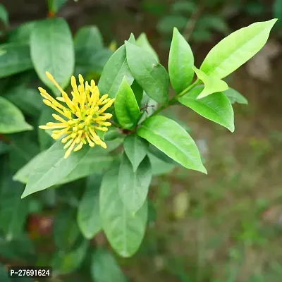 Zomoloco Trothic Ixora Chethi Yellow Plant Live Fl