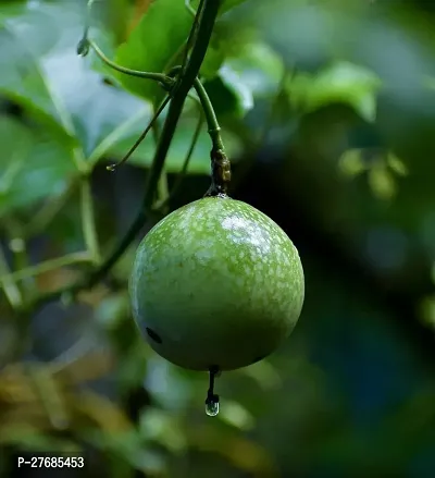 Zomoloco Air Layered Passion Fruit Plant Live Plan