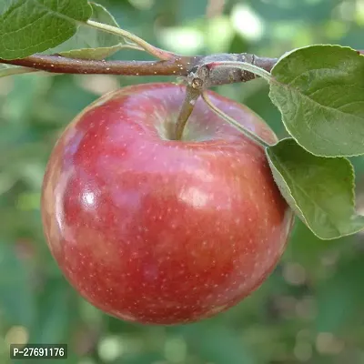 Zomoloco Apple Sunehari Hybrid Grafted Live Plant