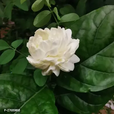 Zomoloco Arabian Jasmine Double Petal Live Flower-thumb0