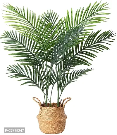 Zomoloco Areca Plam121 Areca Palm-thumb0