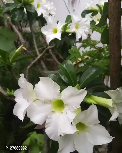 Zomoloco Air Layered Adenium Plant Live Plant Cf5