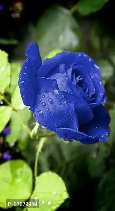 Zomoloco Blue Rose Plant Rose Plant-thumb0