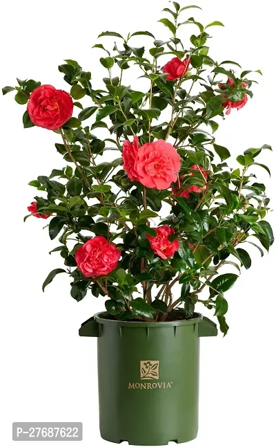 Zomoloco Red Camellia Healthy Flower Plant For Hom-thumb0