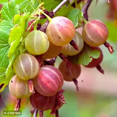 Zomoloco Red Amlaamlakiindian Gooseberry Big Fr