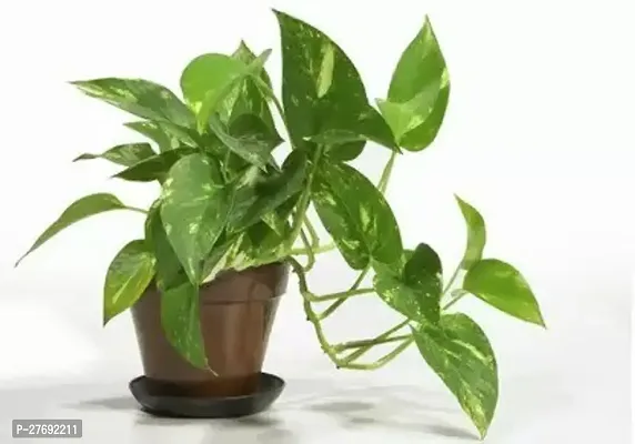 Zomoloco Money Plant Indoor Plant With Air Purifyi-thumb0