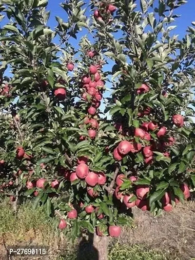 Zomoloco Apple Sunehari Hybrid Grafted Live Plant