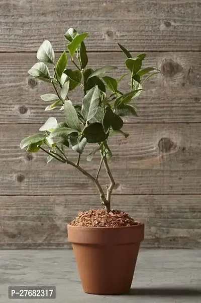 Zomoloco Mm101 Lemon Plant-thumb0