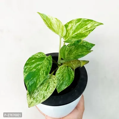 Zomoloco Money Plant Cf002111 Money Plant-thumb0