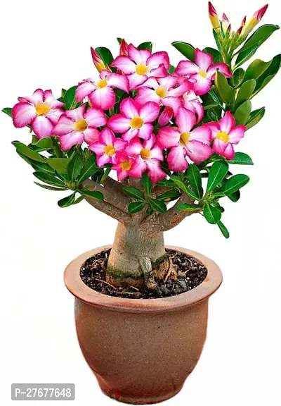 Zomoloco Adenuim Adenium Plant-thumb0