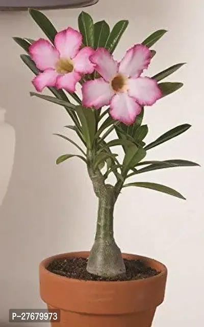 Zomoloco Desert Rose Flower Plant Adenium Plant-thumb0