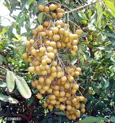 Zomoloco Rare Dwarf Longan Fruit Plant Thailand V