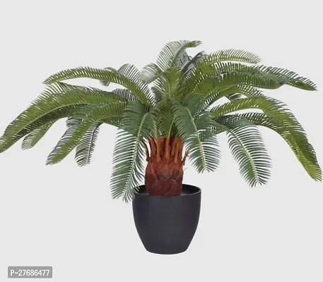 Zomoloco Cycas Revoluta Plant Live Plant Cf78 Cy-thumb0