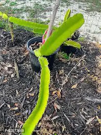 Zomoloco Dragon Fruit Tree Dragon Tree-thumb0