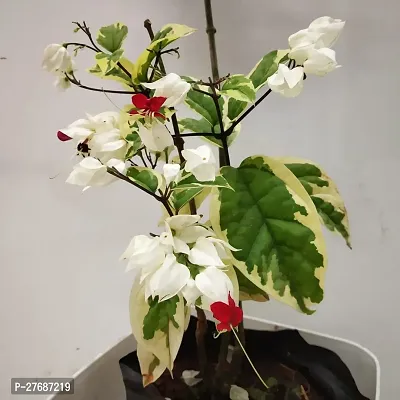 Zomoloco Live Rare Bleeding Heart Vine White Cler