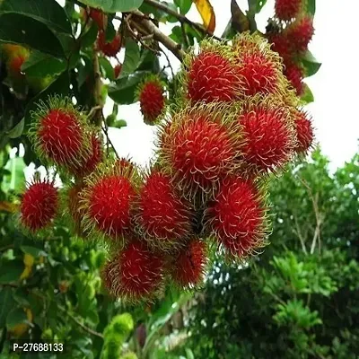 Zomoloco Rare Red Rambutan Hybrid Exotic Fruit See