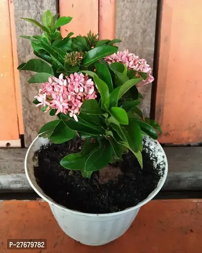 Zomoloco Trothic Ixora Chethi Pink Plant Live Flow-thumb0