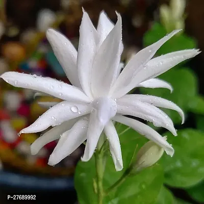 Zomoloco Arabian Jasmine Double Petal Live Flower-thumb0