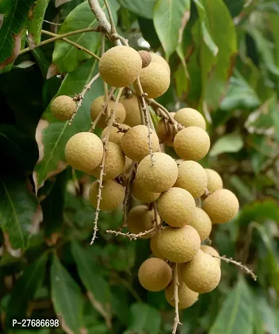 Zomoloco Rare Dwarf Longan Fruit Plant Thailand V-thumb0