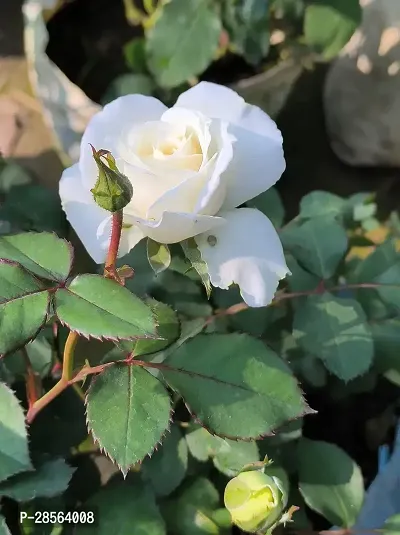 Zomoloco Rose Plant Desi white rose plant-thumb0