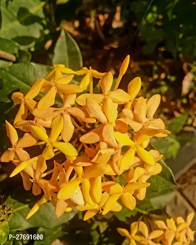 Zomoloco Trothic Ixora Chethi Yellow Plant Live Fl