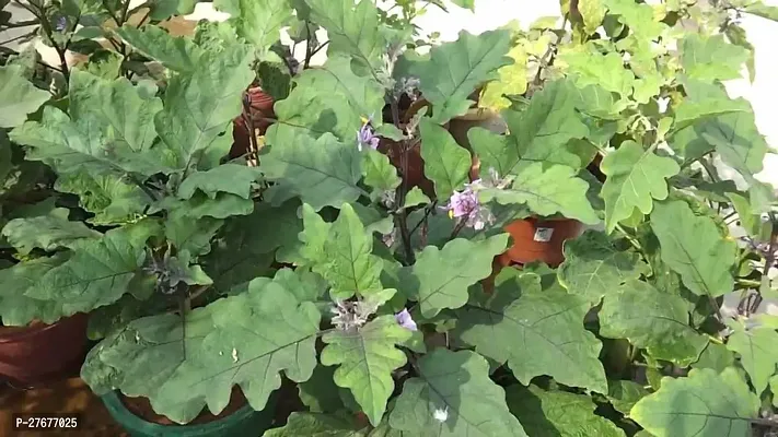 Zomoloco Brinjal Big Green Eggplant Seeds Finest 1-thumb0