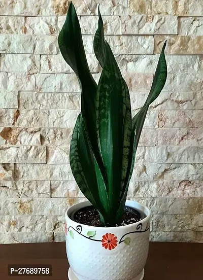 Zomoloco Snake Plant For Home Decorations Best For