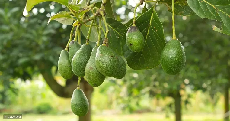 Zomoloco Avocado Plants Live Plantcf801 Avocado-thumb0